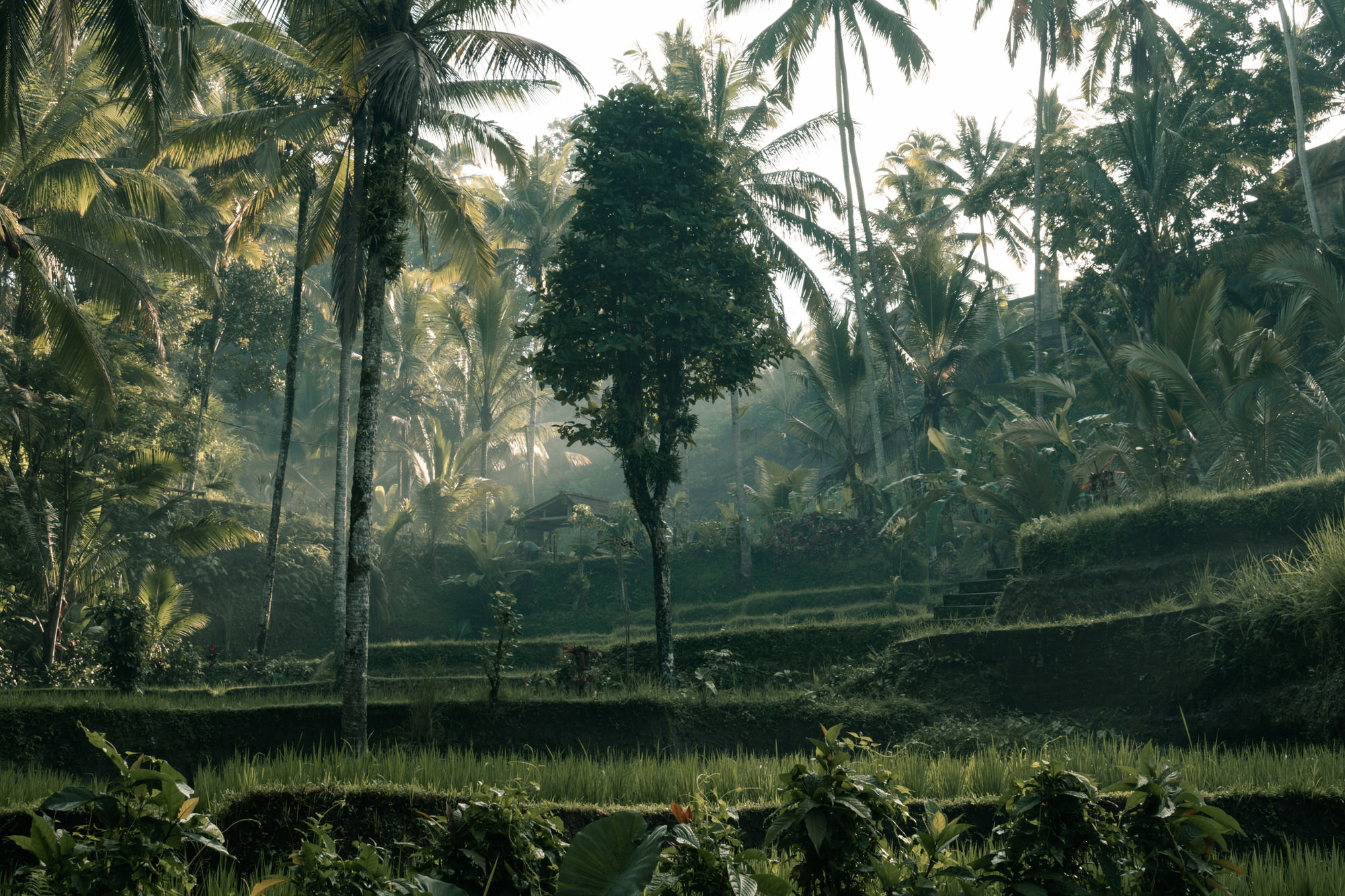 Tegalalang rice terraces in Bali photographed by Sean Strecker