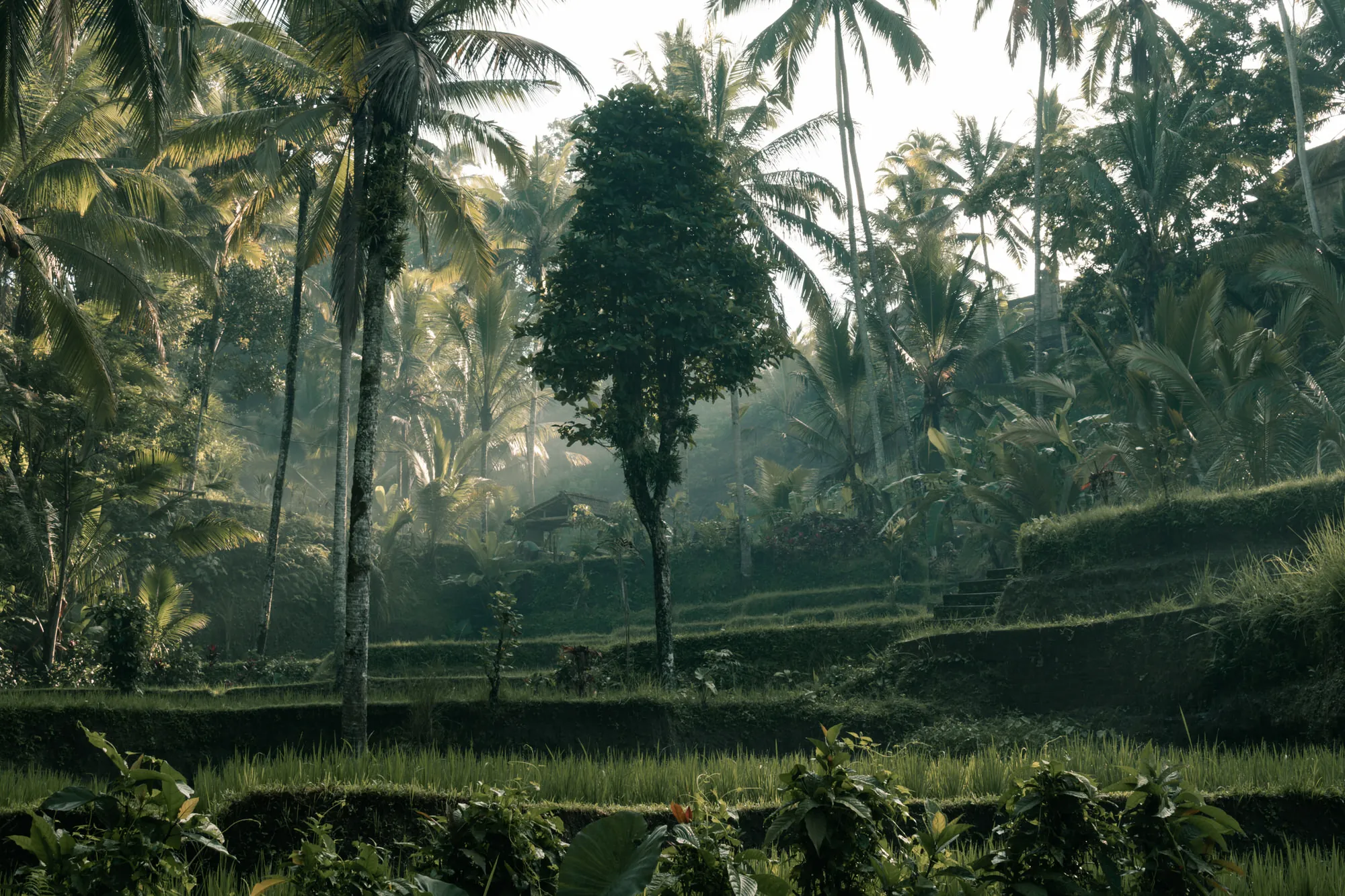 Tegalalang rice terraces in Bali photographed by Sean Strecker