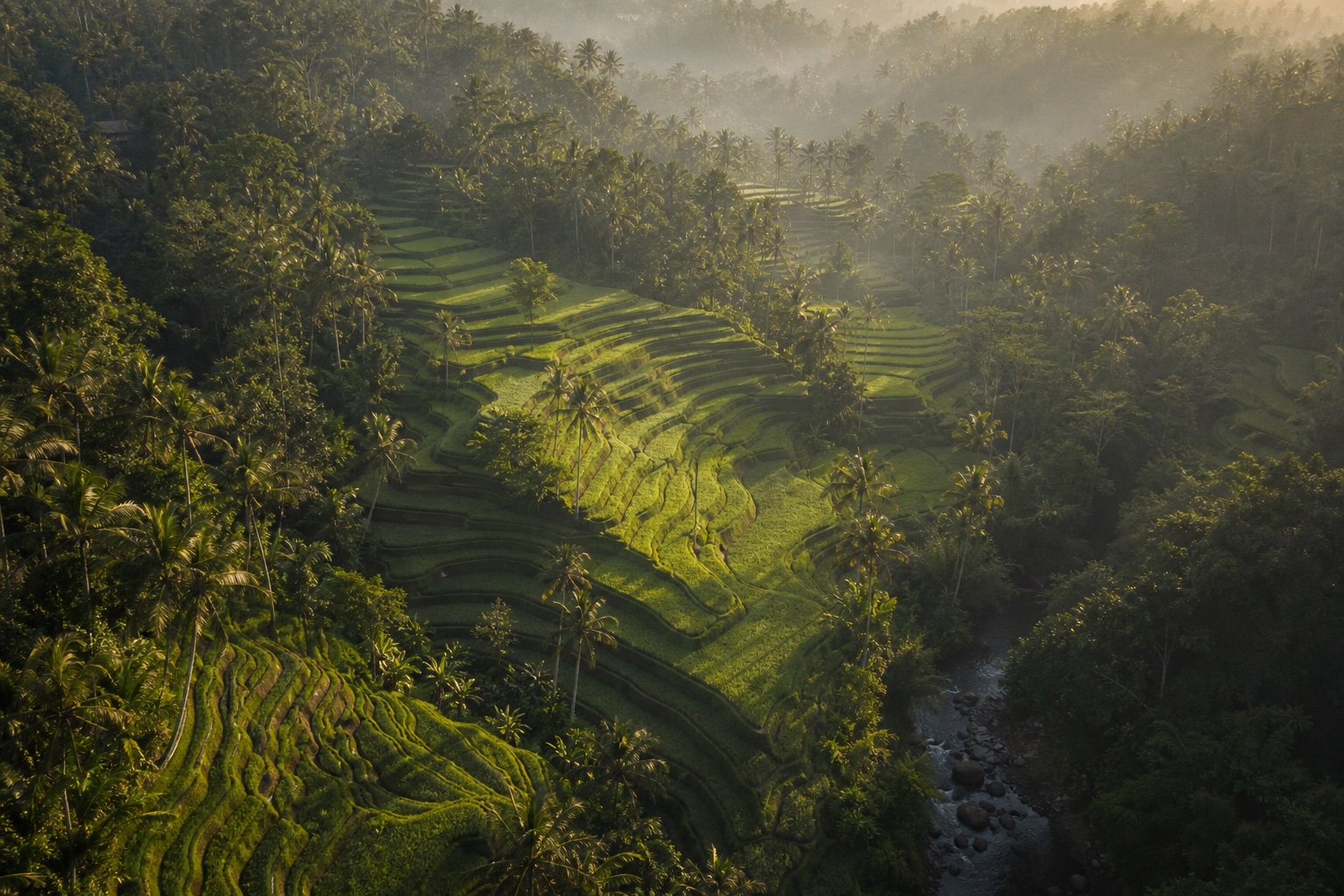 Atmospheric Bali rice terrace landscape