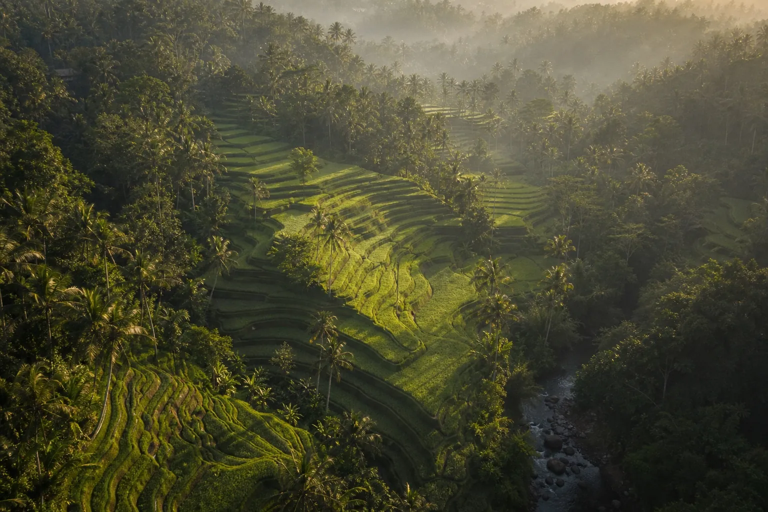 Atmospheric Bali rice terrace landscape
